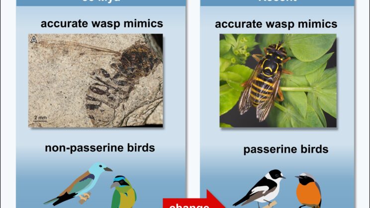 Ancient Fossil Reveals Hoverflies Were Wasp Impersonators 33 Million Years Ago