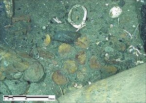 Coins Found in Deep Sea Shipwreck Reveal Secrets of the Lost San José