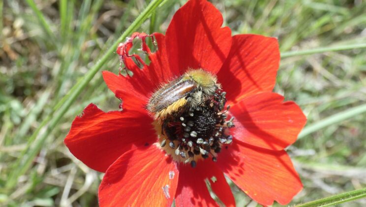 Scientists Discover Beetles With Vision That Defies Insect Norms