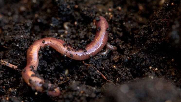 The Importance of Earthworms in Soil Health