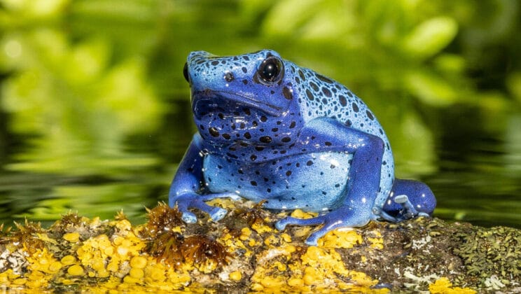 The Fascinating Life Cycle of Amphibians from Egg to Adult