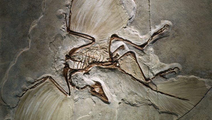 Famous Fossil Sites Around the World: Unearthing the Story of Life on Earth