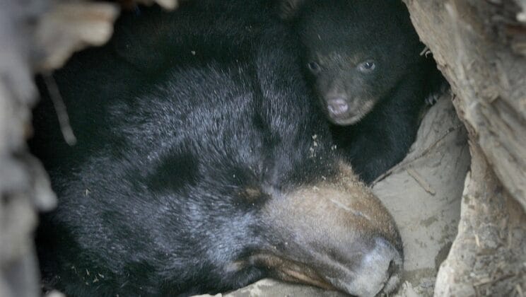 The Mystery of Animal Hibernation at the Genetic Level