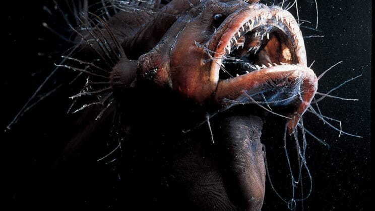 Animals Living in the Deepest Parts of the Ocean