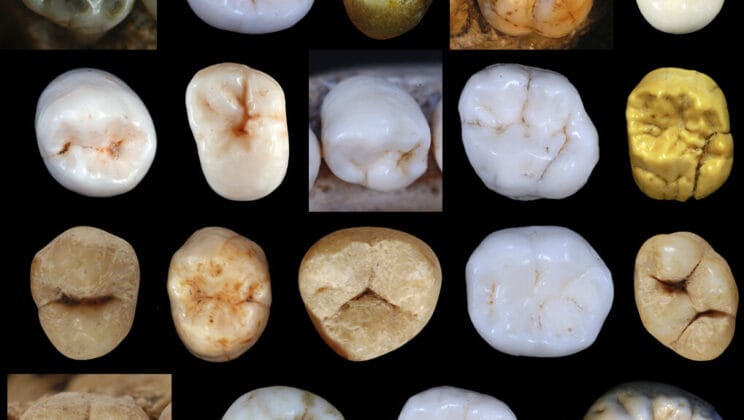 Neanderthals Split From Us Far Earlier Than We Thought