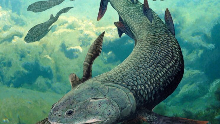 How Fish Evolved to Breathe Air and Live on Land