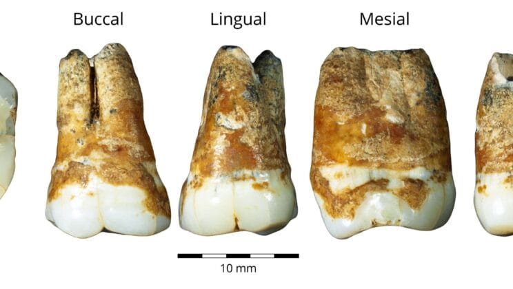 The Forgotten Humans Who Brought Art and Music to the Middle East 40,000 Years Ago