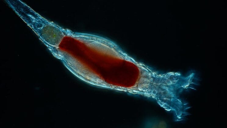 Why Some Animals Reproduce Asexually The Biology Explained