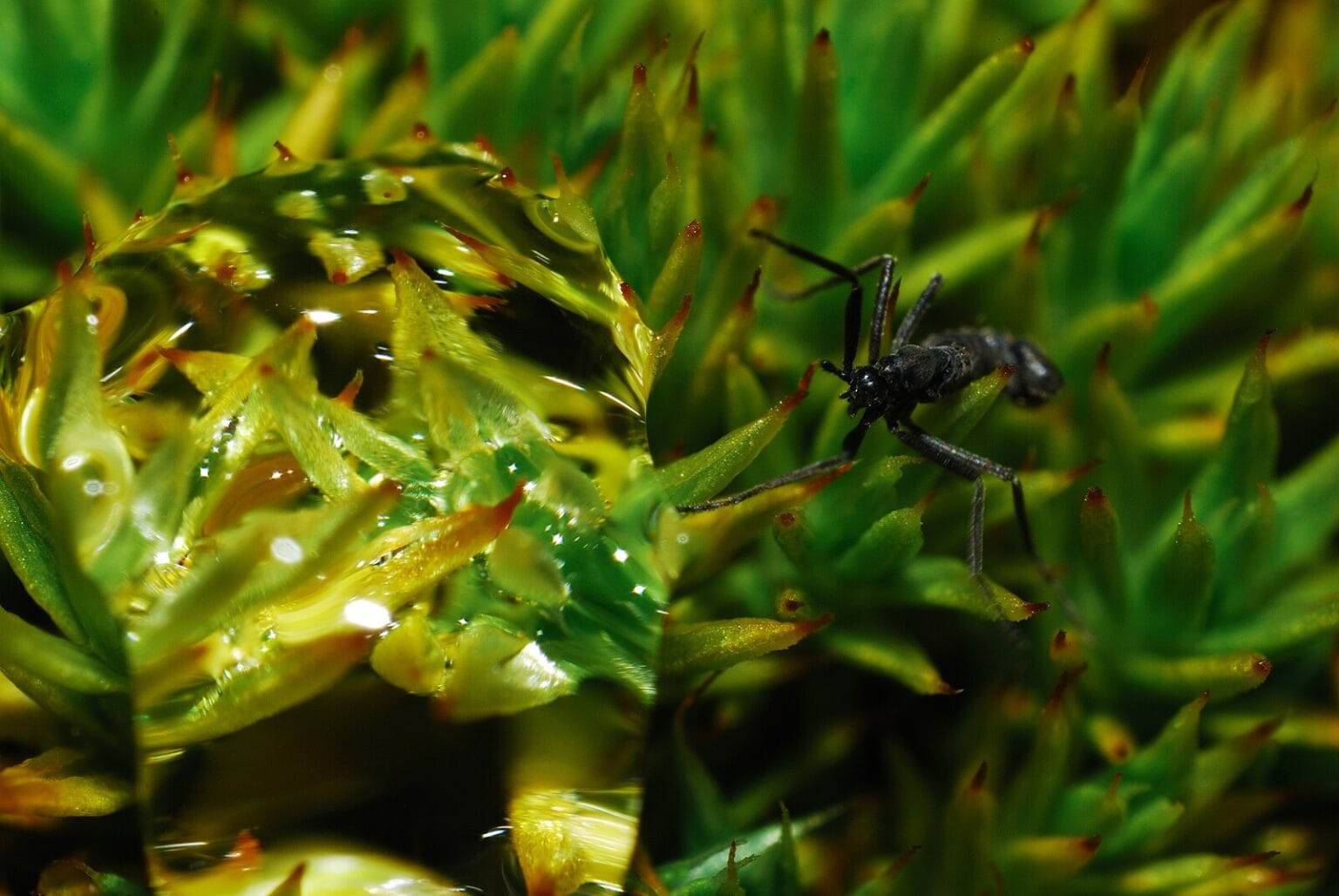 How Insects Survive Extreme Environmental Changes