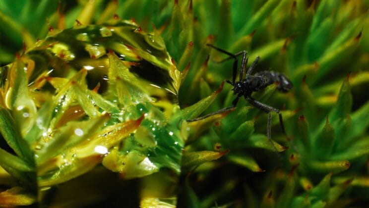 How Insects Survive Extreme Environmental Changes