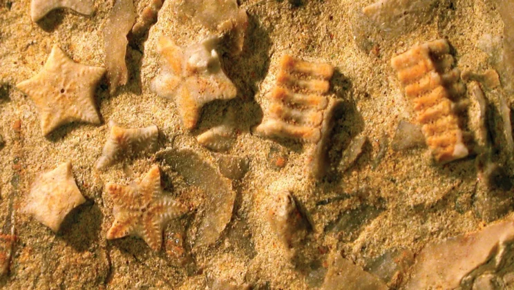 What Is the Fossil Record and Why Does It Matter?