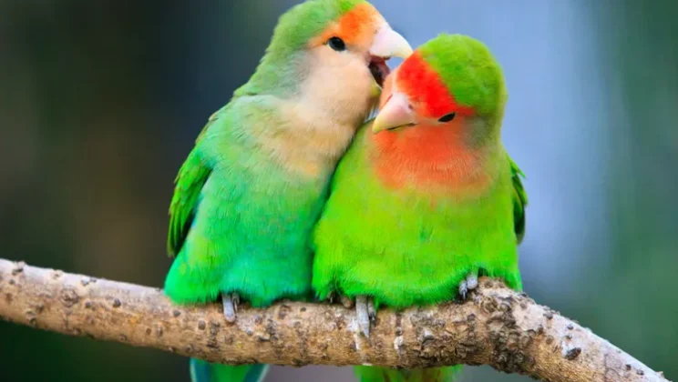 The Science Behind Animal Mating Rituals Explained