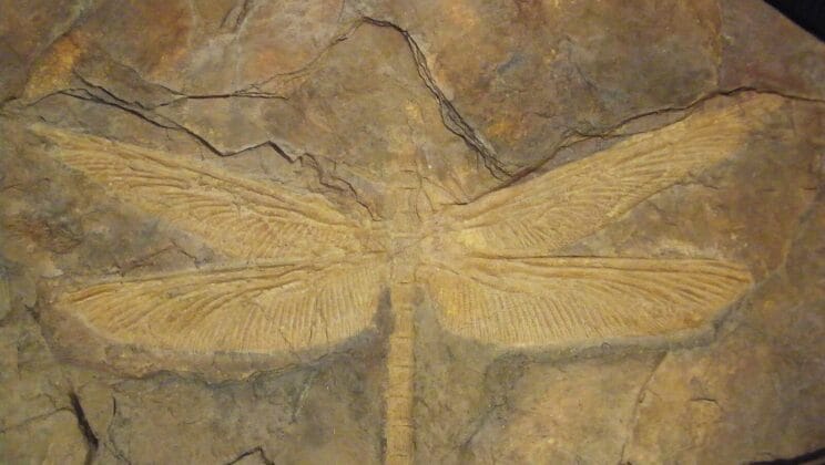 Were There Fossils of Giant Insects?