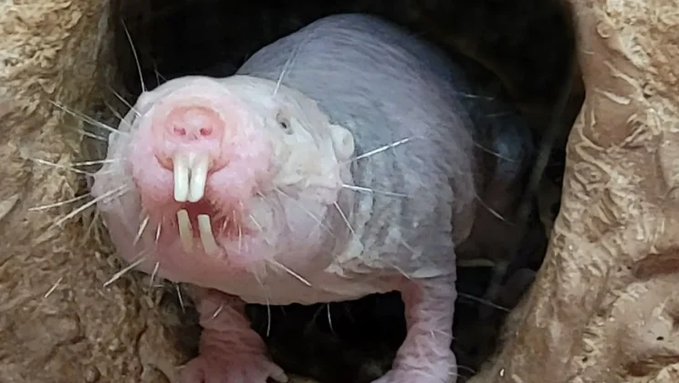 How Some Animals Are Naturally Resistant to Diseases