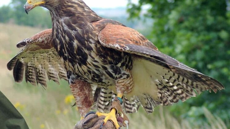 How Birds of Prey Spot Targets from Miles Away