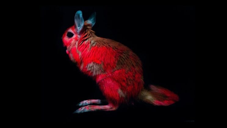 Why Some Animals Glow in the Dark The Science of Bioluminescence