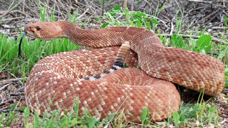 The Science Behind Venomous Animals and Their Survival Advantage