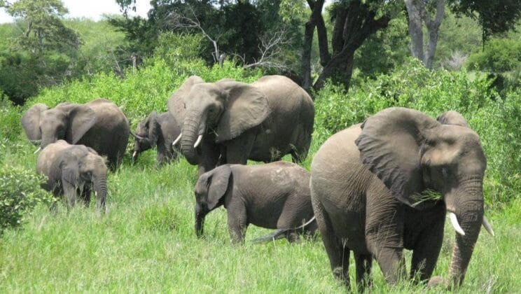 The Complex Social Structure of Elephant Herds and Parenting