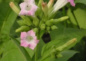 Nicotiana tabacum. Credit: Wikipedia