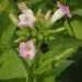 Nicotiana tabacum. Credit: Wikipedia