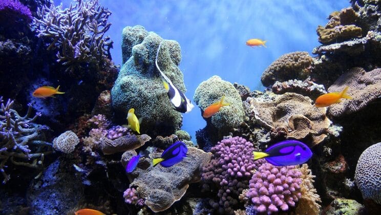 The Science of Coral Symbiosis and Fish Habitats