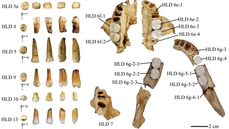 Ancient Teeth Unearthed in China Reveal Secrets of a Lost Human Ancestor