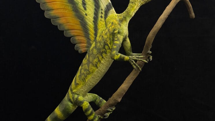 The Reptile That Wore Feathers Before Birds Took Flight