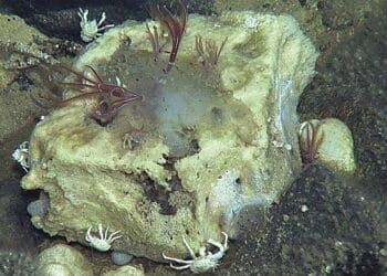 Bone worms (the red animals in this picture) were first discovered in the early 2000s, but these animals are believed to have evolved more than 100 million years ago. Adapted from Fujiwara et al. via Zookeys, licensed under CC BY 4.0.