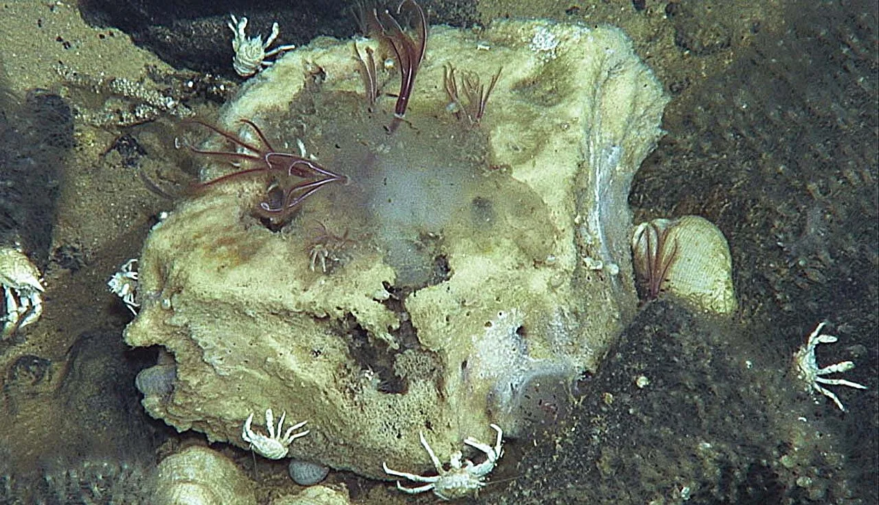 Bone-Eating Worms That Dined on Dinosaurs Still Feast Beneath the Sea