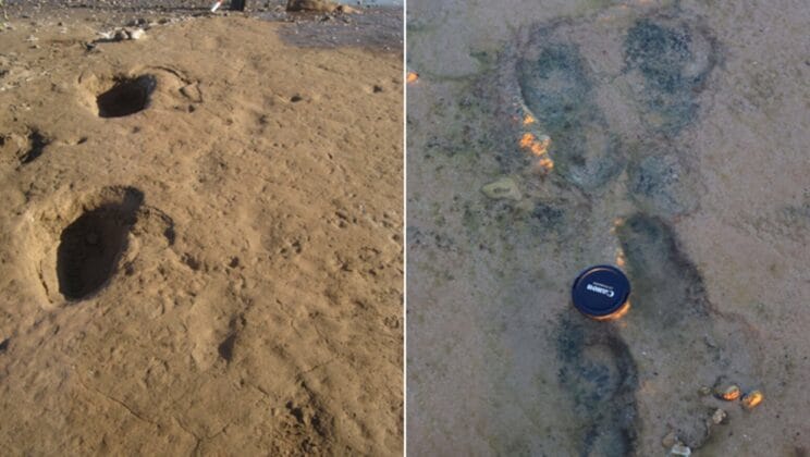 Footprints on Ancient Dunes Reveal Neanderthal Families Hunted Together by the Sea