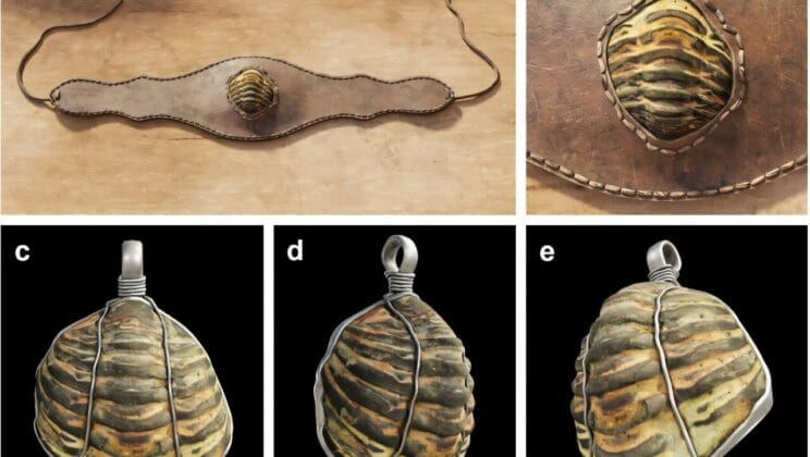 Ancient Romans Wore Extinct Sea Creatures as Mysterious Amulets