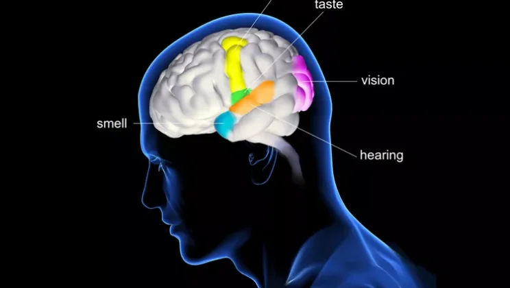 The Science of Senses: How We See, Hear, Taste, Touch, and Smell