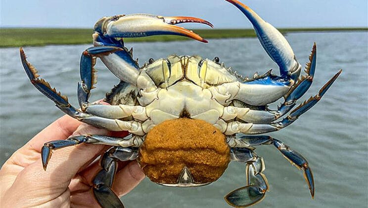 How Egg-Eating Worms Could Save Chesapeake Bay’s Blue Crabs