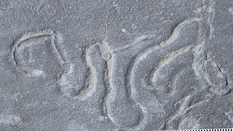 When Life Began to Crawl The Secret Story Behind the Cambrian Explosion