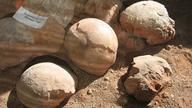 The Truth About Fossilized Dinosaur Eggs