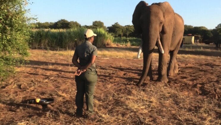 Elephants Show They Can Communicate with Intent Through Gestures