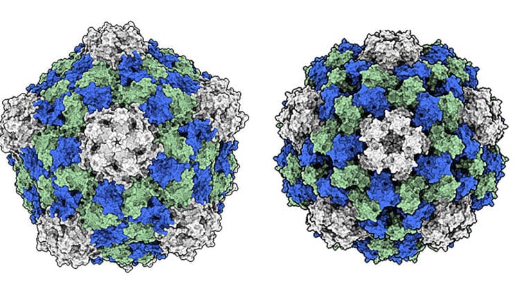 This Virus Grows in Beans and Might Save Millions from Cancer