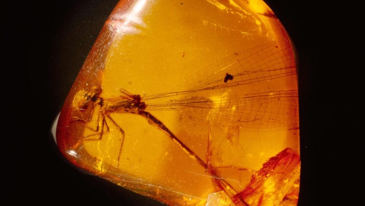 What Is Amber and How Do Fossils Get Trapped in It?