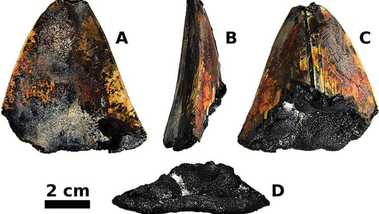 Deep Beneath the Pacific the Ocean Gave Up a Megalodon’s Secret