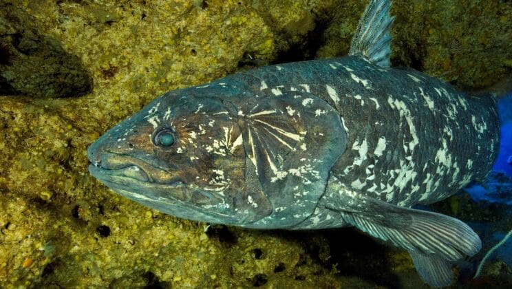 Secrets Hidden in the Coelacanth’s Skull Change Everything We Know About Vertebrates