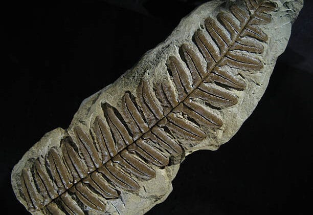 How Do Fossilized Plants Help Us Understand the Past?