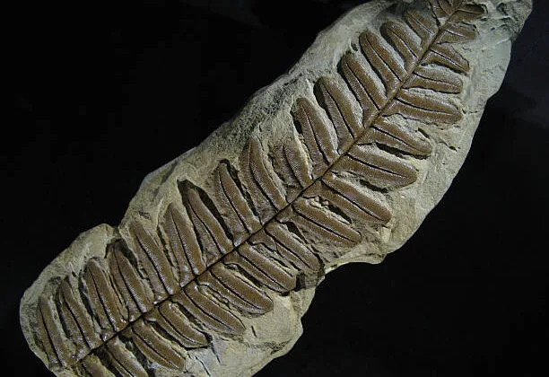 How Do Fossilized Plants Help Us Understand the Past?