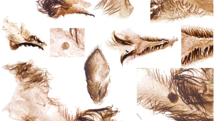 Before Dinosaurs Walked the Earth These Tiny Creatures Ruled the Sea