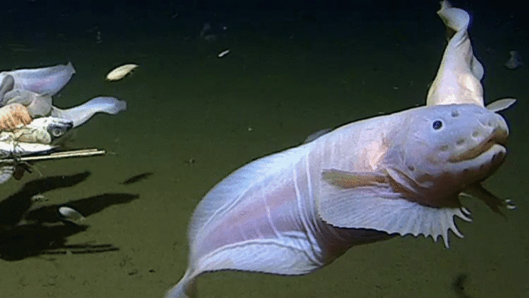 The Survival Tactics of Deep-Sea Creatures in Darkness