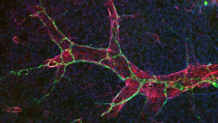 The Hidden Lung Pathway That Could Save Lives After Injury
