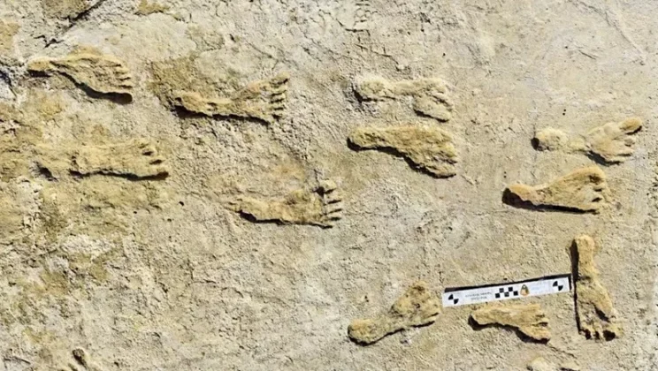 What Can Fossilized Footprints Reveal About Prehistoric Life?