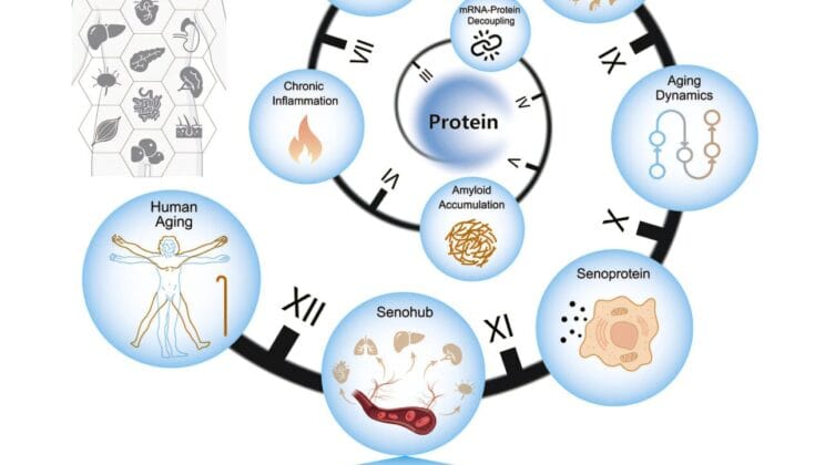 Scientists Map the Hidden Proteins That Secretly Control Human Aging