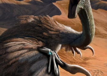 This is an illustration of an oviraptorid dinosaur called Citipati. The scene depicts Citipati being startled while resting on a sand dune. The creature raises its arms in a threat display, which reveals its wrists, highlighting the small migrated pisiform carpal (blue X-ray view) bone. Credit: Henry S. Sharpe