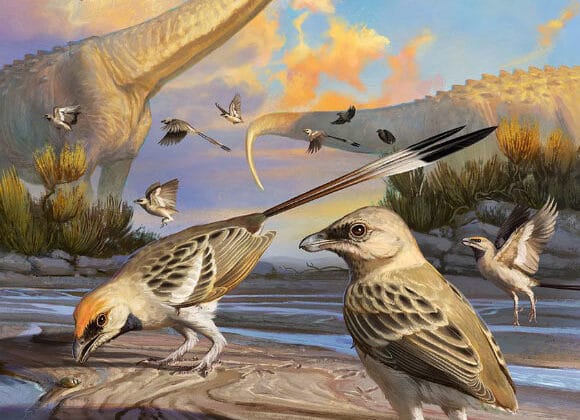 The Incredible Evolutionary Journey of Modern Birds