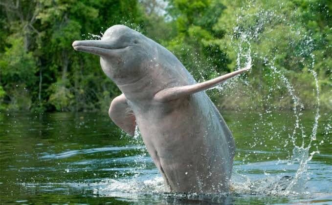 Unique Animals Found Only in the Amazon Rainforest